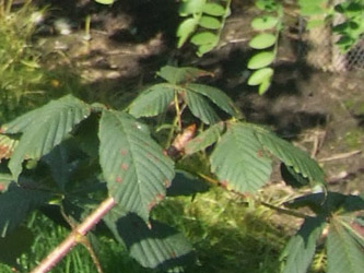 Aesculus hippocastanum - Witte paardenkastanje