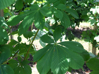 Aesculus hippocastanum ‘Baumannii’ - Dubbelbloemige paardenkastanje