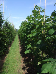 Aesculus hippocastanum ‘Baumannii’ - Dubbelbloemige paardenkastanje