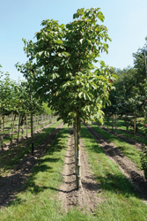 Aesculus hippocastanum ‘Memmingeri’