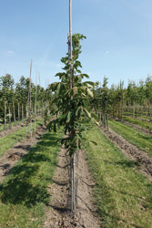 Aesculus hippocastanum ‘Pyramidalis’