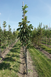 Aesculus hippocastanum 'Umbraculifera' 