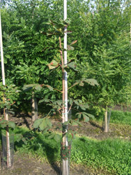 Aesculus hippocastanum - Witte paardenkastanje