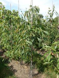Aesculus pavia 