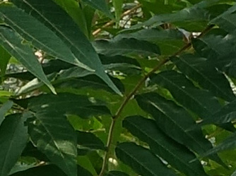 Ailanthus altissima ‘Sangiovese’