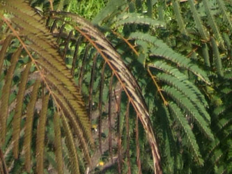 Albizia julibrissin - Perzische slaapboom