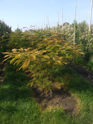 Albizia julibrissin ‘Rosea’