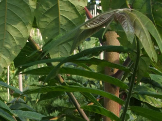 Ailanthus altissima - Hemelboom