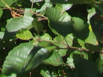 Alnus glutinosa - Gewone els of zwarte els