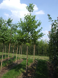 Alnus glutinosa - Gewone els of zwarte els