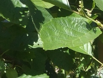 Alnus incana 