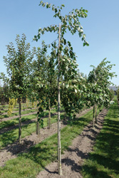 Alnus incana ‘Pendula’ 