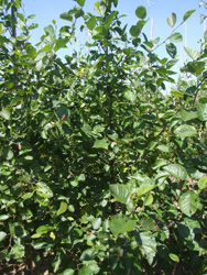 Alnus incana 