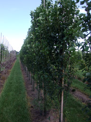 Amelanchier alnifolia ‘Obelisk’ - Krentenboom