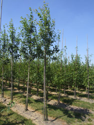 Amelanchier arborea ‘Robin Hill’ - Krentenboompje