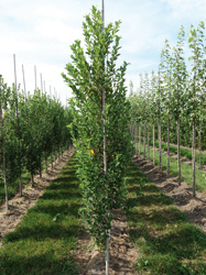 Amelanchier canadensis ‘Rainbow Pillar’ 