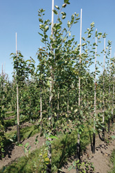 Amelanchier lamarckii ‘Ballerina’