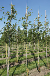 Amelanchier lamarckii