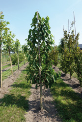 Asimina triloba