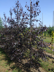 Betula pendula ‘Royal Frost’