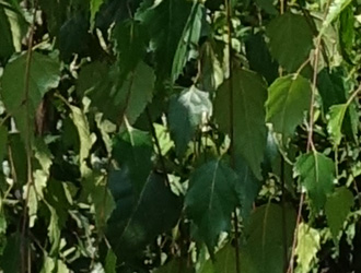 Betula pendula ‘Tristis’ 