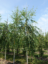 Betula pendula ‘Tristis’ 