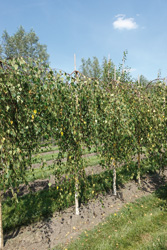 Betula pendula ‘Youngii’