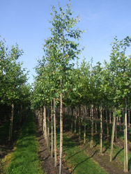 Betula pendula - Ruwe berk