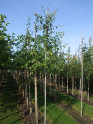 Betula pubescens - Zachte berk