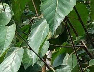 Betula utilis ‘Doorenbos’ 