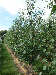 Betula utilis ‘Doorenbos’ 