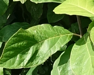 Calycanthus floridus 