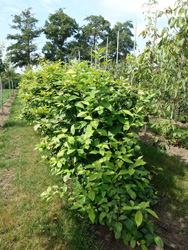 Calycanthus floridus 
