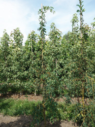 Caragana arborescens ‘Pendula’ 