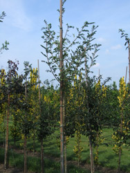 Caragana arborescens