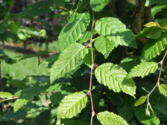 Carpinus betulus - Gewone haagbeuk