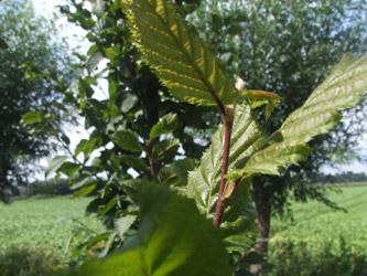 Carpinus betulus ‘Beeckman’