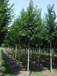 Carpinus betulus ‘Beeckman’