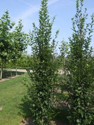 Carpinus betulus ‘Fastigiata’