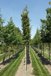 Carpinus betulus ‘Frans Fontaine’