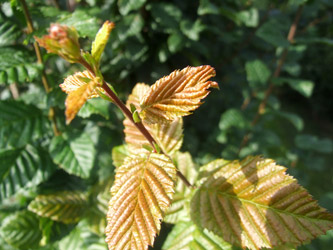 Carpinus betulus ‘Lucas’