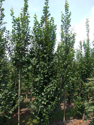 Carpinus betulus ‘Lucas’