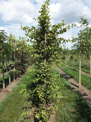 Carpinus betulus ‘Marmorata’ 