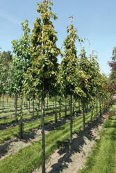 Carpinus betulus ‘pendula’ 
