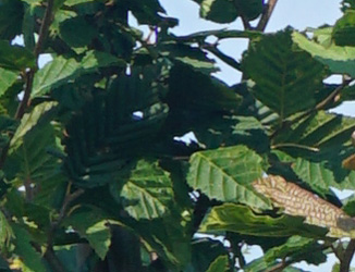 Carpinus betulus ‘Purpurea’ 