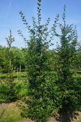 Carpinus betulus ‘Purpurea’ 