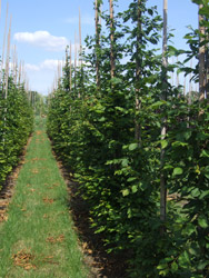 Carpinus betulus - Gewone haagbeuk