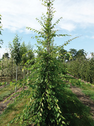 Carpinus caroliniana ‘Sentinel Dries’