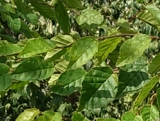 Carpinus caroliniana