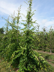 Carpinus caroliniana